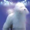 ARTERO Model Dog Complete Set Poodle 2pk -Frankroweandson Shop ay123c 00