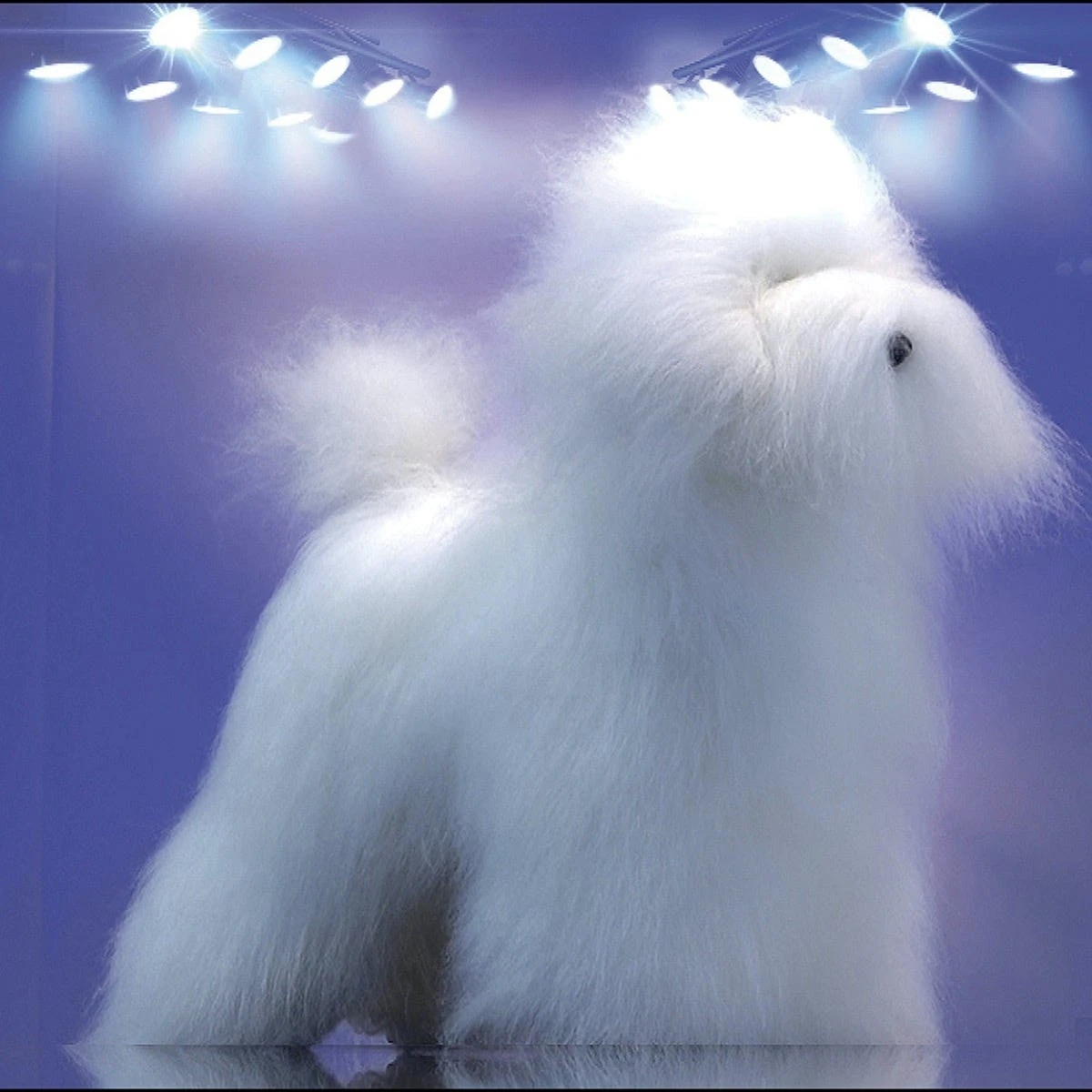Artero Bichon Dog Model And Fur Kit 8 Artero Bichon Dog Model And Fur Kit - Image 6
