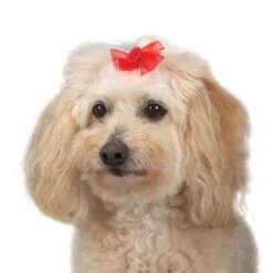 Aria Sheer Delight Bow Canister 100Pc 21 Aria Sheer Delight Bow Canister 100Pc -Frankroweandson Shop dt157 99 010