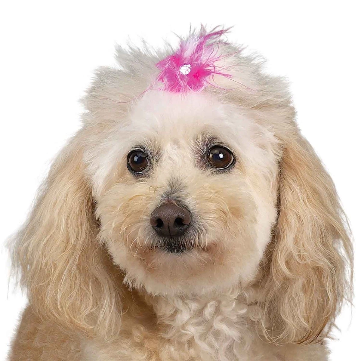 Aria Feather Bow Canister 100Pc 9 Aria Feather Bow Canister 100Pc - Image 7