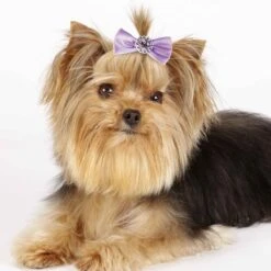 Aria Pixie Bow Canister 100Pc 11 Aria Pixie Bow Canister 100Pc -Frankroweandson Shop dt163 99 005