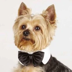 Front Page -Frankroweandson Shop dt5210 12 0