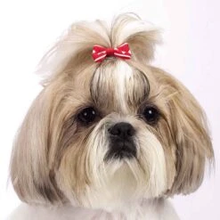 Aria Romeo Bows 48 Piece Canisters 13 Aria Romeo Bows 48 Piece Canisters -Frankroweandson Shop dt807 48 006